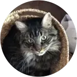 A cute tabby cat in the image laying down in a basket got into a garbage can and snacked on a shoelace.