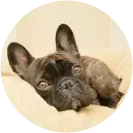 A black French Bulldog lounging in the couch while looking lovingly at the camera.