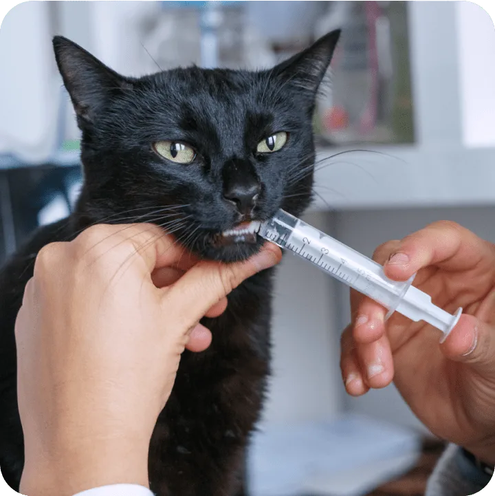 Wellness Plans for Routine Care