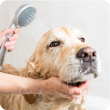 Use For Grooming, Training, and More