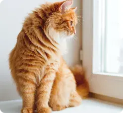How Does Pet Insurance Work in Oregon?