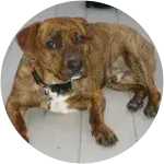 Barron the Pitbull - Cruciate Ligament (ACL) Tear