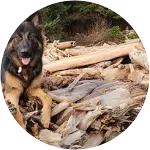 German-shepherd-experienced-extreme-growing-pain