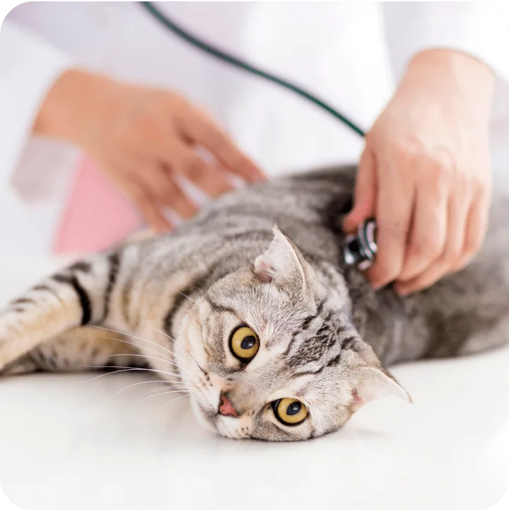 What Claims Apply to a Pet Insurance Deductible?