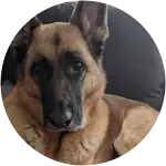 A german shepherd dog in this image named arya is looking all so worried while lounging haa a surgry that lead to infection.