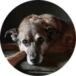 Roo, the dog