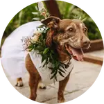Reeba the dog