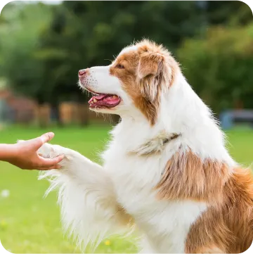Wellness Rewards Terms of Service