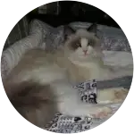 Lady-izza-bella-ragdoll Spay and Routine Care for Kitten