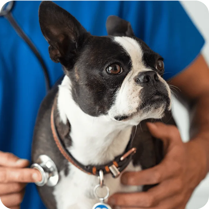 Is It Possible to Have a Pet Insurance Policy With No Deductible?