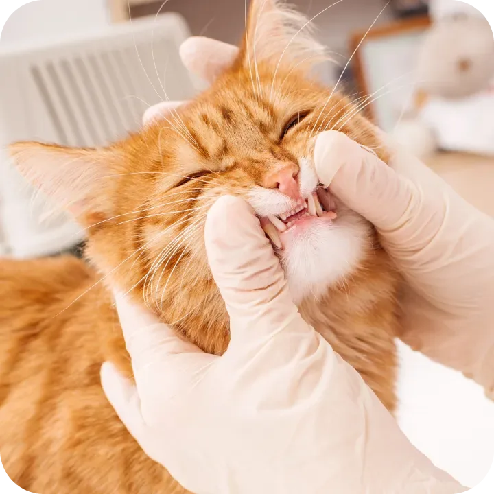 Preventing Dental Illnesses and Injuries