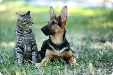 Are You Ready to Protect Your Pet in Michigan?