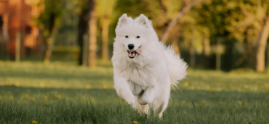 Off-Leash Adventures