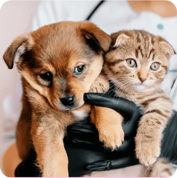 Features Anaheim Pet Parents Love About Embrace Insurance: