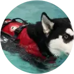 Mila the Husky Requires ER Care, Surgery, and Therapy