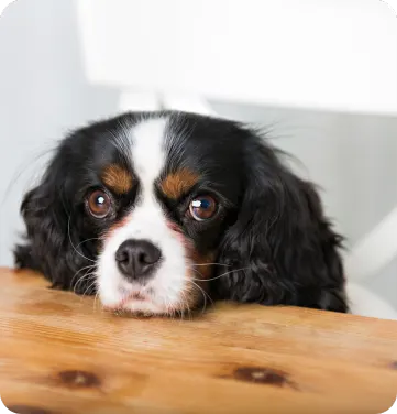 Pet Insurance Coverage for Prescription Food