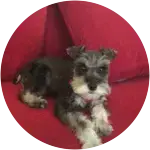 A 10 month old puppy Toy Schanuzer experienced a lot of illness, including Portosystemic Shunt.