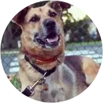 Boddah---Bone Cancer in Shepherd Mix