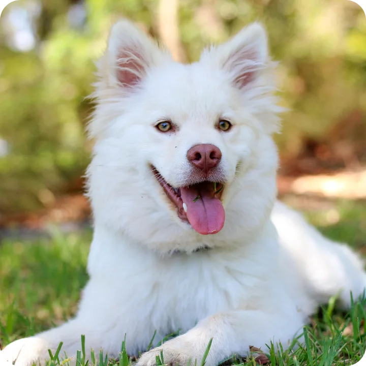 Does Pet Insurance Cover Preventative Care?