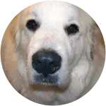 A great pyrenees who is loking a bit too close to the camera lens, was poorly attacked while playing at the dog park.