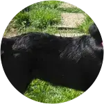 Willow, a black labrador retriever whose body can only be seen in this image suffered from a heat stroke.