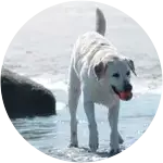 Coda---Mast Cell Tumor in Labrador Retriever