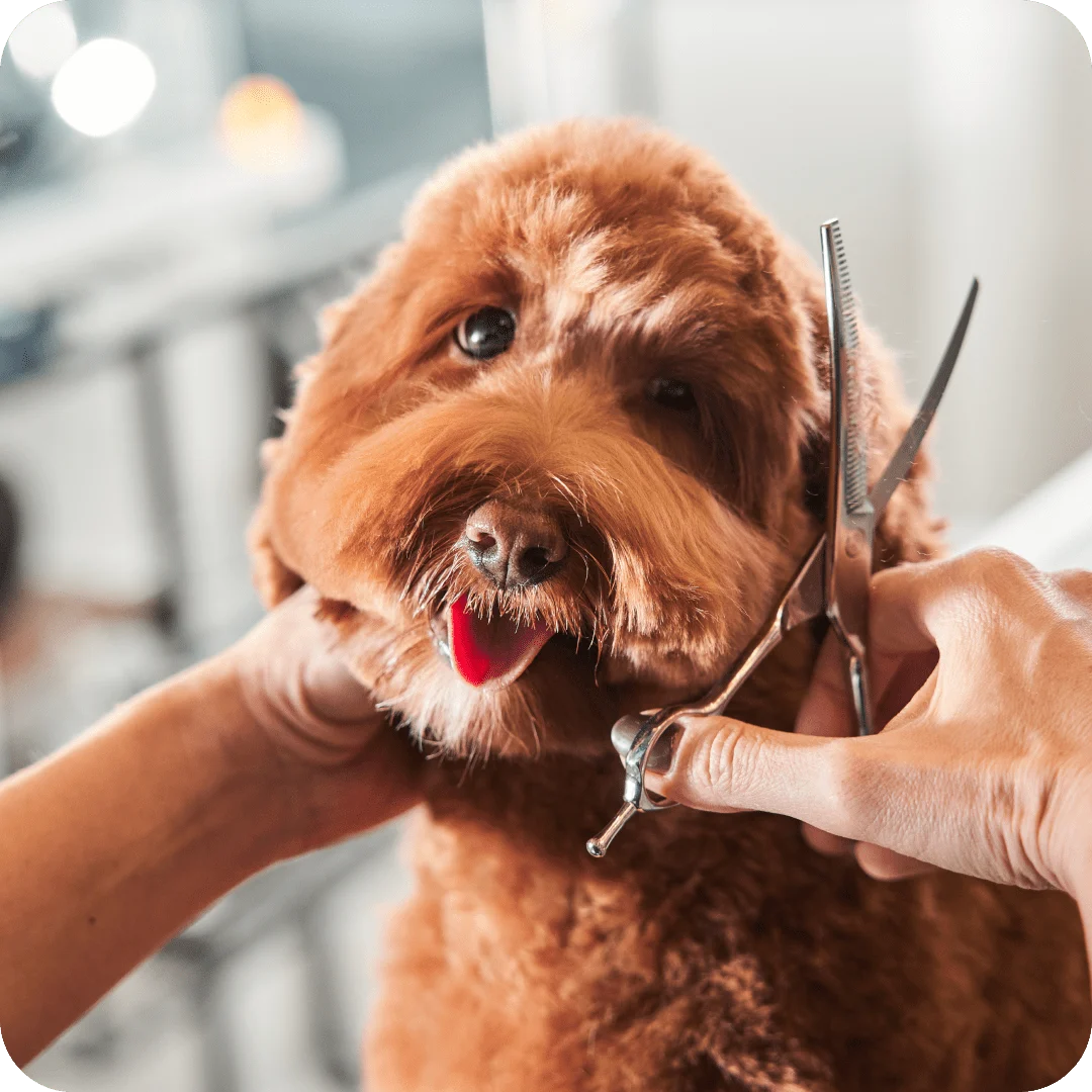 How You Can Make Your Pet Insurance Work Even Better!