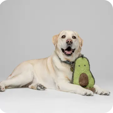 Why El Paso Pet Parents Choose Embrace