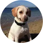 Happy puppy Theo sitting on the beach sand showed manifestation of allergies.