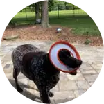 Cooper, the energetic German Shorthair Pointer