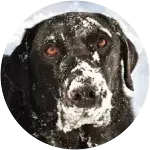 Merlin - Fractured Tooth in Labrador Retriever