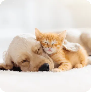 Buy Pet Insurance Early on to Avoid Pre-existing Conditions