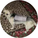 Dobie-mixed-breed Intervertebral Disc Disease
