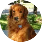 A Golden Retriever posing on his backyard is on top with his flea, tick, and heartworm medications.