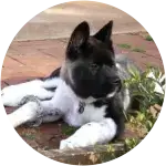 A black and white akita puppy named storm was unfortunately attacked in yard.