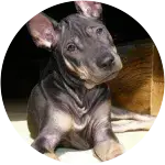 A Thair Ridgeback dog with a swollen neck