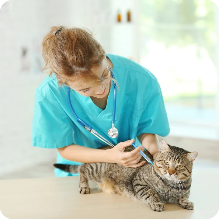 Does Pet Insurance Cover Bloodwork?