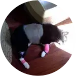 Maxine, the cat in this image was badly injured upon being attacked by a coyote.