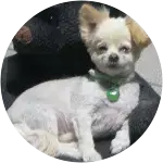 Biscuit-mixed-breed-dog from Southfield, MI