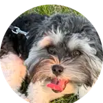Julian, The Dog