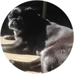Boo-Routine Dental Care for a Pug