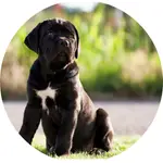 Isabelle_cane corso