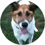 A brown and white mixed-breed dog suffered from Irritable Bowel Disease Complications.