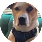 Dax, The Dog
