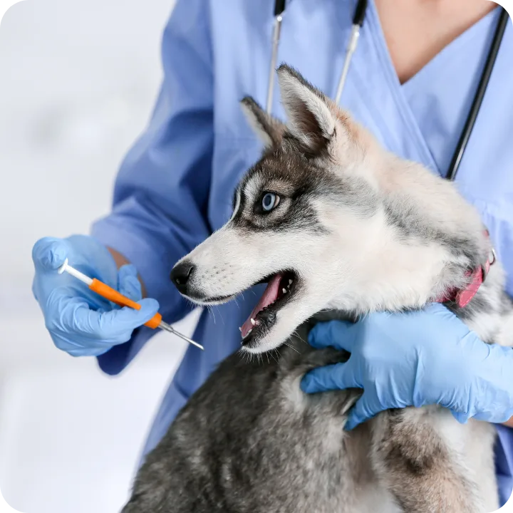 Features Long Beach Pet Parents Love About Embrace Insurance: