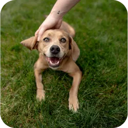 Waterfront Living: Your Pet's Coastal Lifestyle