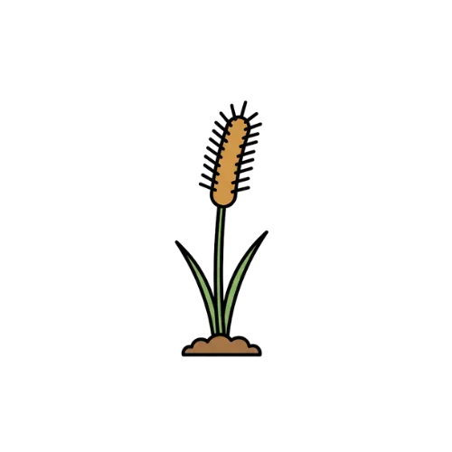 FOXTAIL HAZARDS