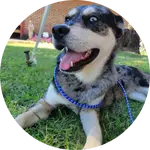 Koda