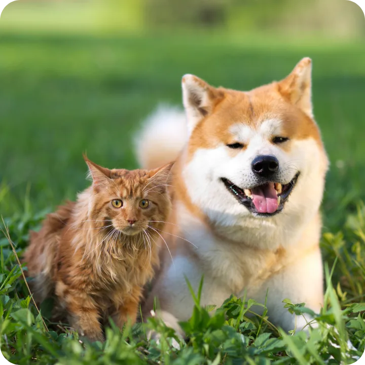 Hurricane Season in Hialeah: Your Pet's Safety Net