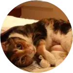 Carly the Cat Swallows Ribbon